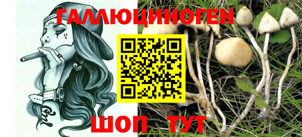 Галлюциногенные грибы Psilocybine cubensis  Галлюциногенные грибы Psilocybine cubensis  Зеленокумск  Вход с VPN 